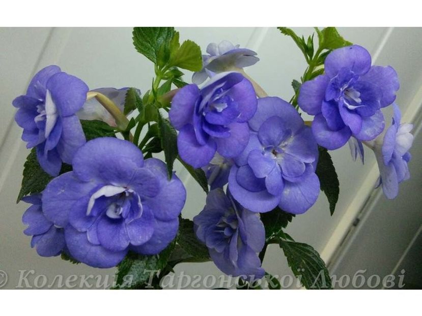 Double Blue Rose - 0 - NOUTATI IN COLECTIA MEA 2019