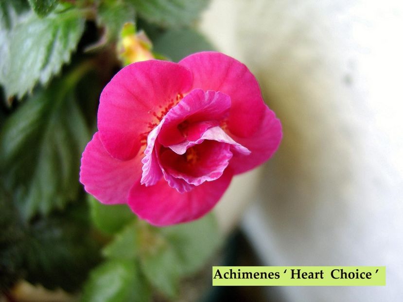 Heart Choice - 0 - NOUTATI IN COLECTIA MEA 2019