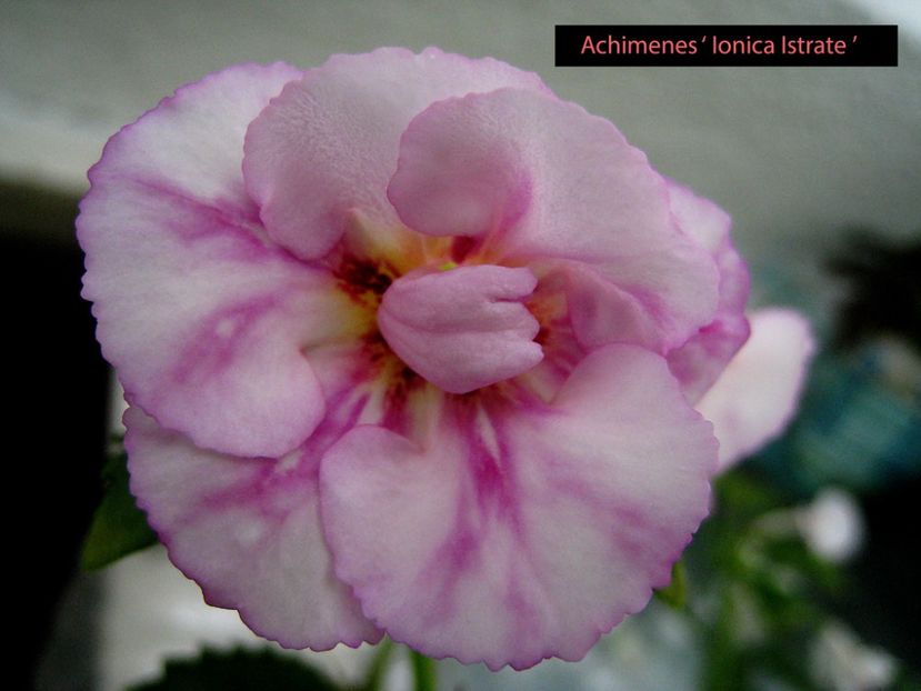 Ionica Istrate - 0 - NOUTATI IN COLECTIA MEA 2019