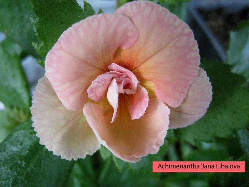 Jana Libalova - 0 - NOUTATI IN COLECTIA MEA 2019