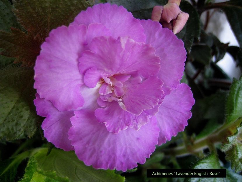 Lavender English Rose - 0 - NOUTATI IN COLECTIA MEA 2019