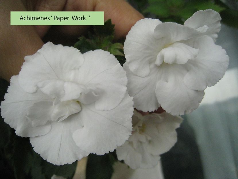 Paper Work - 0 - NOUTATI IN COLECTIA MEA 2019