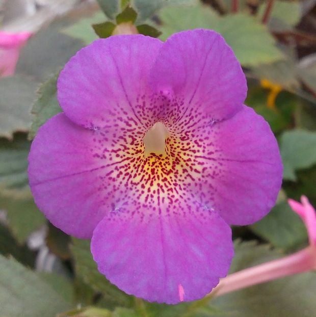 RF´s Dream catcher - 0 - NOUTATI IN COLECTIA MEA 2019