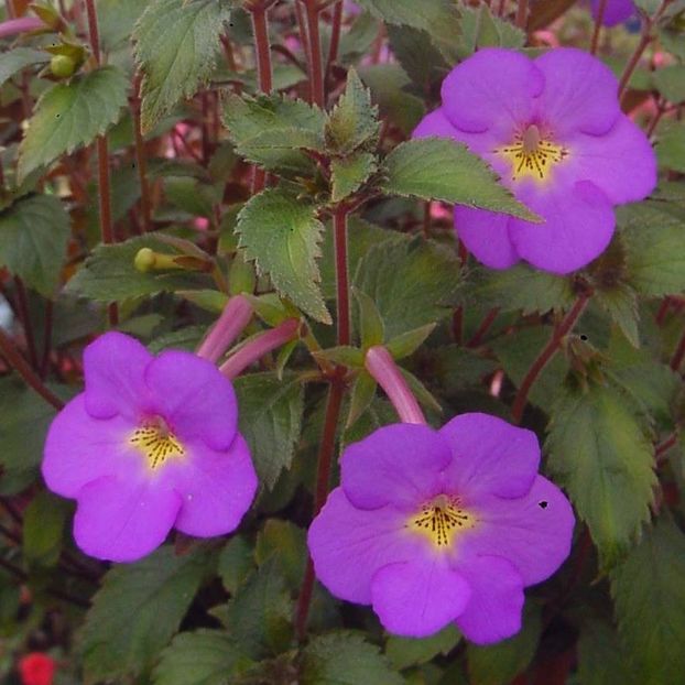 RF´s Luzita - 0 - NOUTATI IN COLECTIA MEA 2019