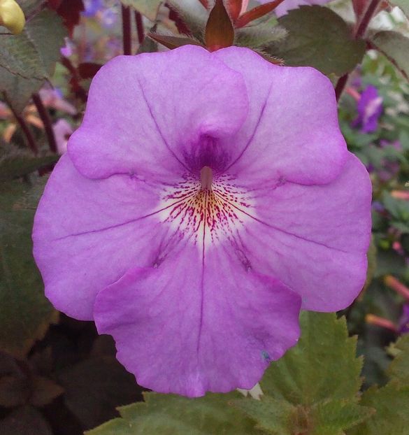 RF´s Patricia Paiola Scalco - 0 - NOUTATI IN COLECTIA MEA 2019