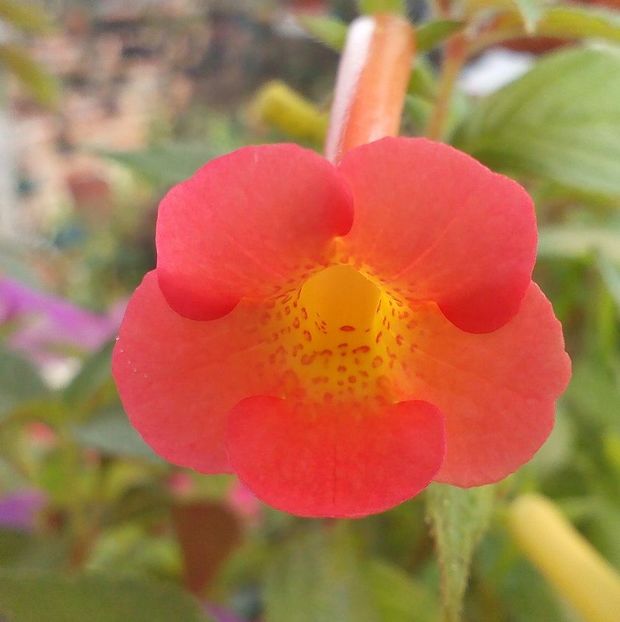 RF´s Sunshine - 0 - NOUTATI IN COLECTIA MEA 2019