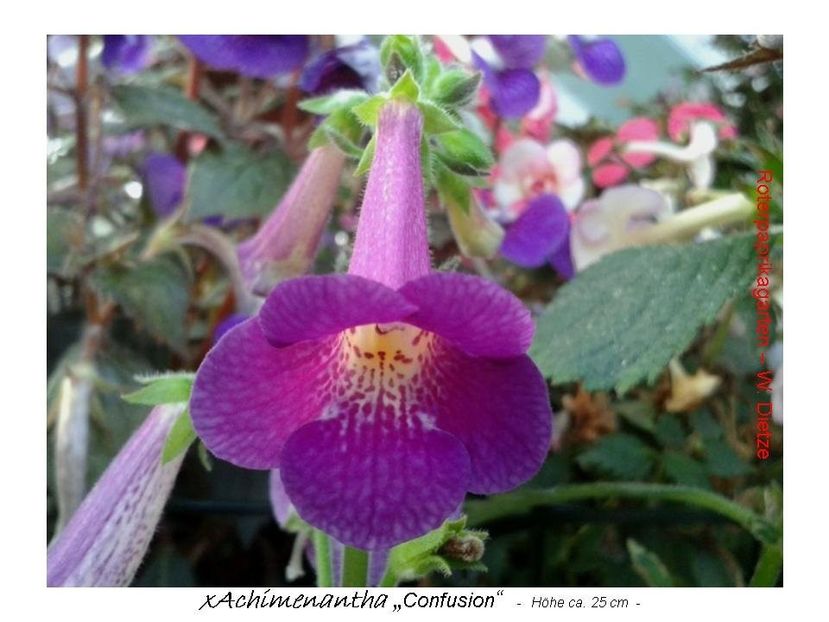 xA Confusion - 0 - NOUTATI IN COLECTIA MEA 2019