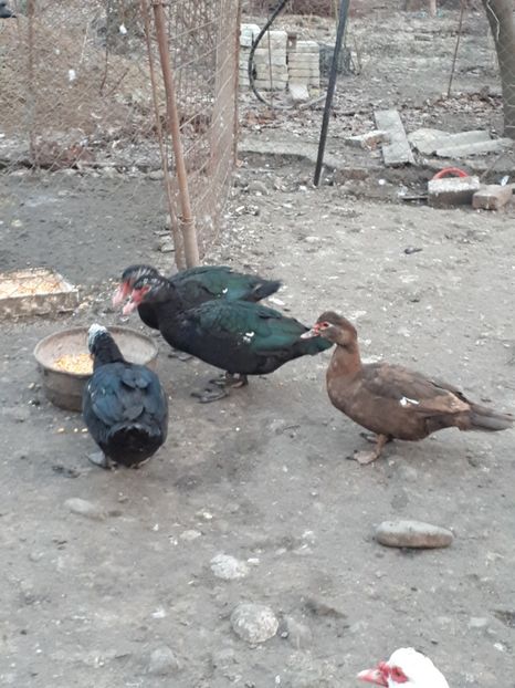  - C Rate lesesti si altele