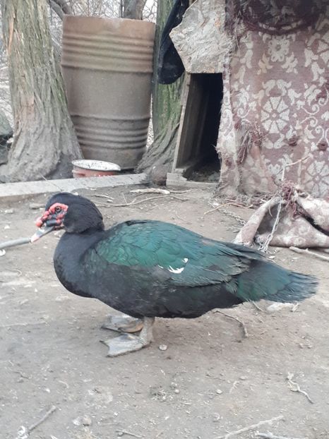  - C Rate lesesti si altele