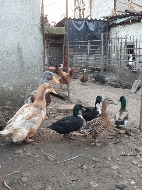  - C Rate lesesti si altele