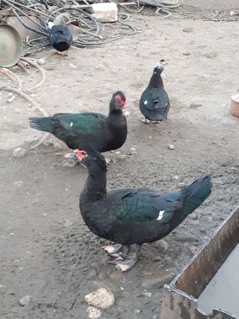  - C Rate lesesti si altele