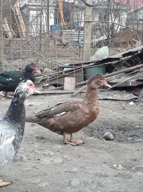  - C Rate lesesti si altele