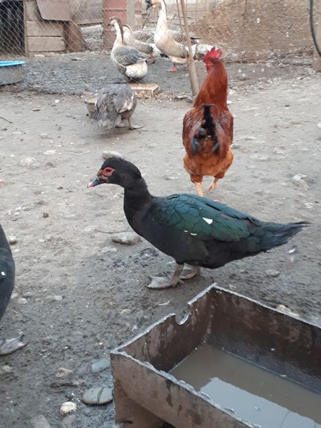  - C Rate lesesti si altele
