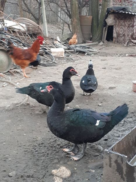  - C Rate lesesti si altele