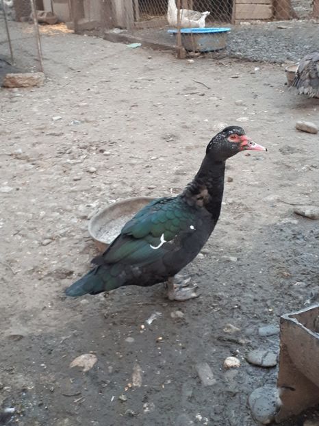  - C Rate lesesti si altele
