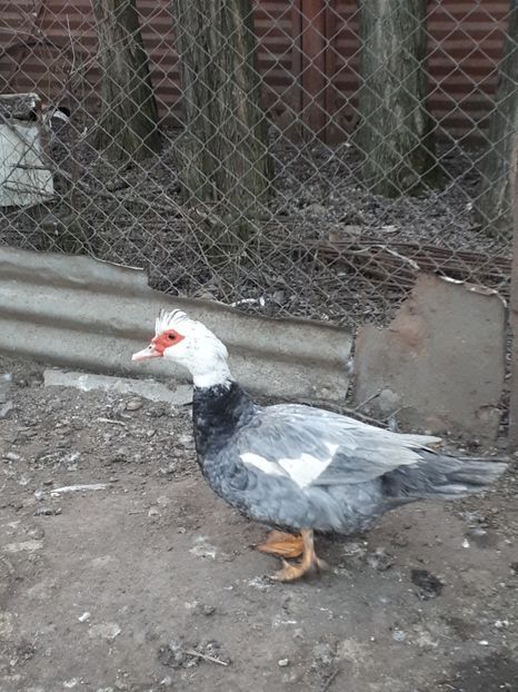  - C Rate lesesti si altele