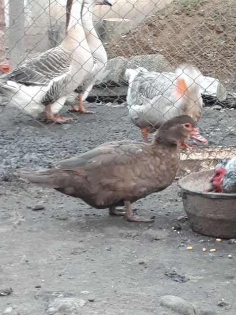  - C Rate lesesti si altele
