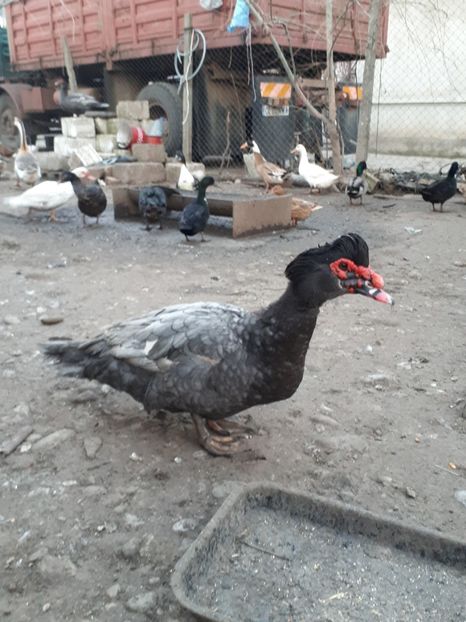  - C Rate lesesti si altele