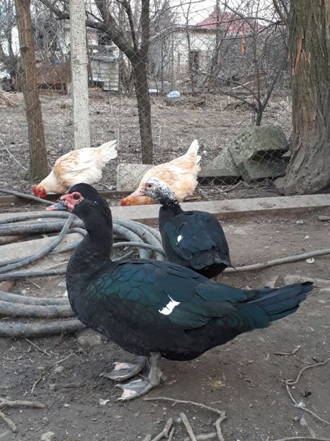  - C Rate lesesti si altele