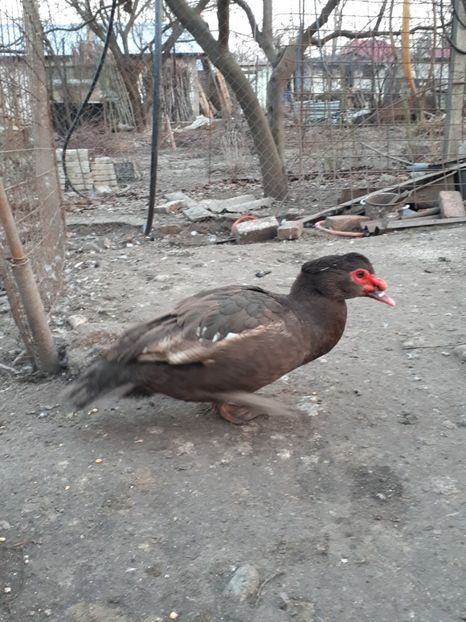  - C Rate lesesti si altele
