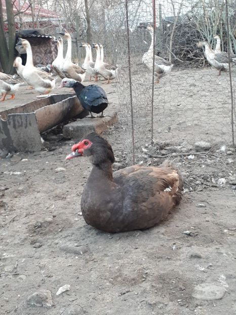  - C Rate lesesti si altele