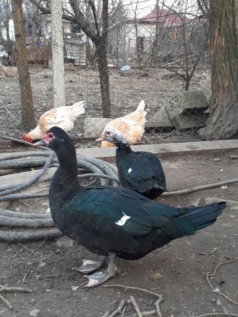  - C Rate lesesti si altele