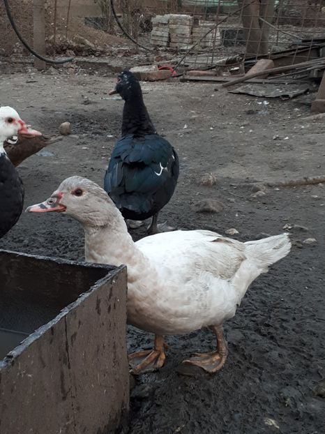  - C Rate lesesti si altele