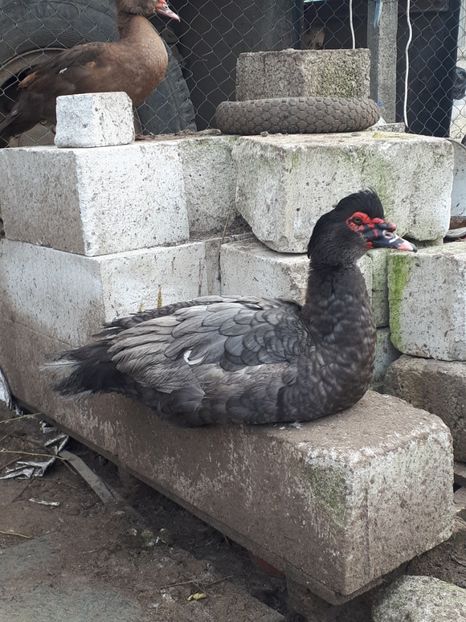  - C Rate lesesti si altele