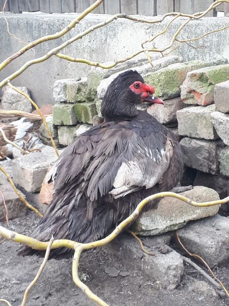  - C Rate lesesti si altele