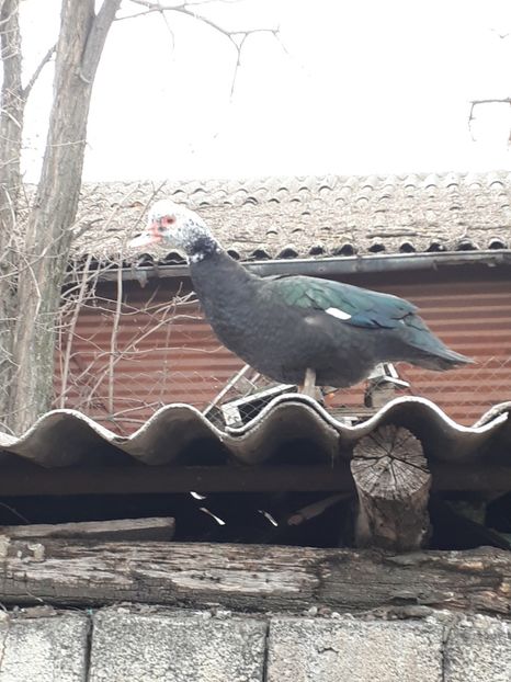  - C Rate lesesti si altele
