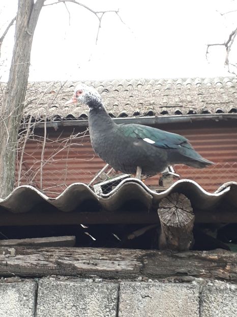  - C Rate lesesti si altele