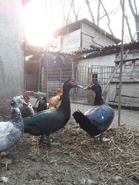  - C Rate lesesti si altele