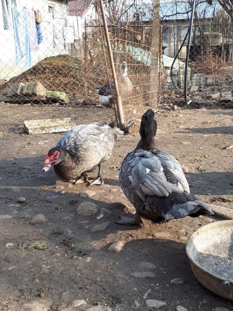  - C Rate lesesti si altele