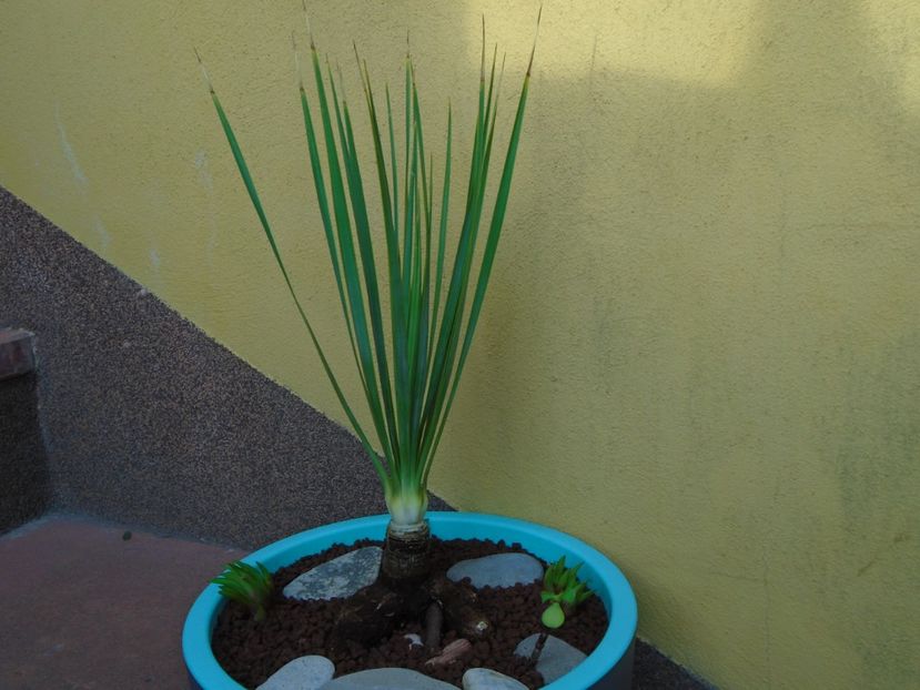 Yucca rostrata - Agave si Yucca 2019