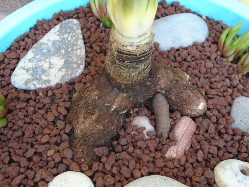 Yucca rostrata - Agave si Yucca 2019