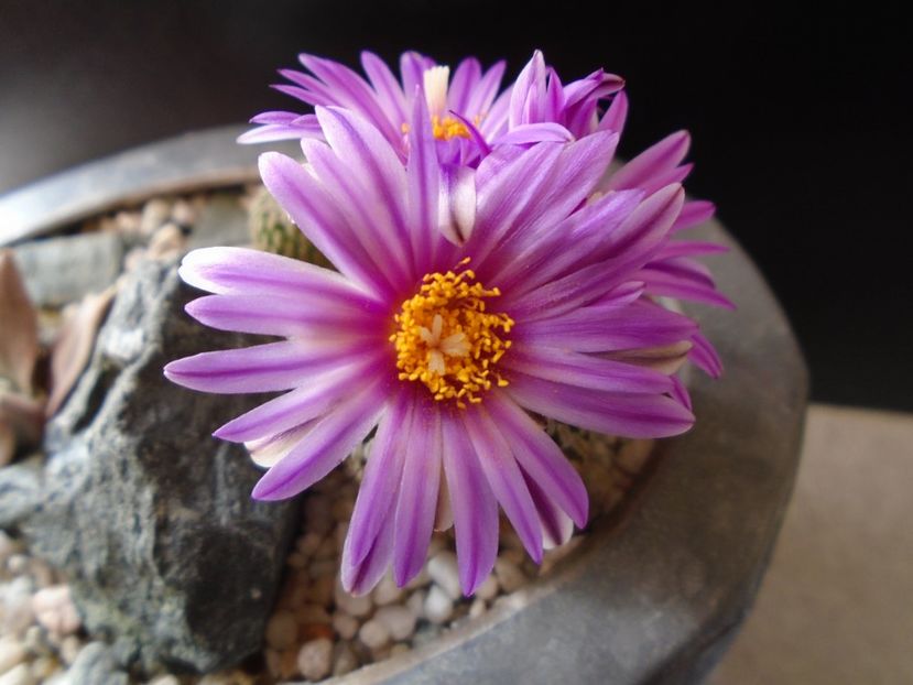 Turbinicarpus pseudopectinatus - Cactusi 2019