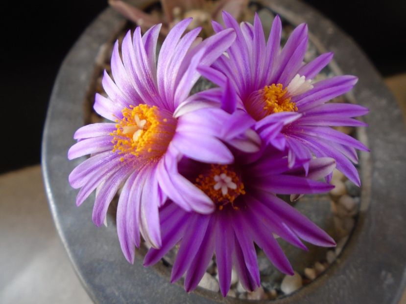 Turbinicarpus pseudopectinatus - Cactusi 2019