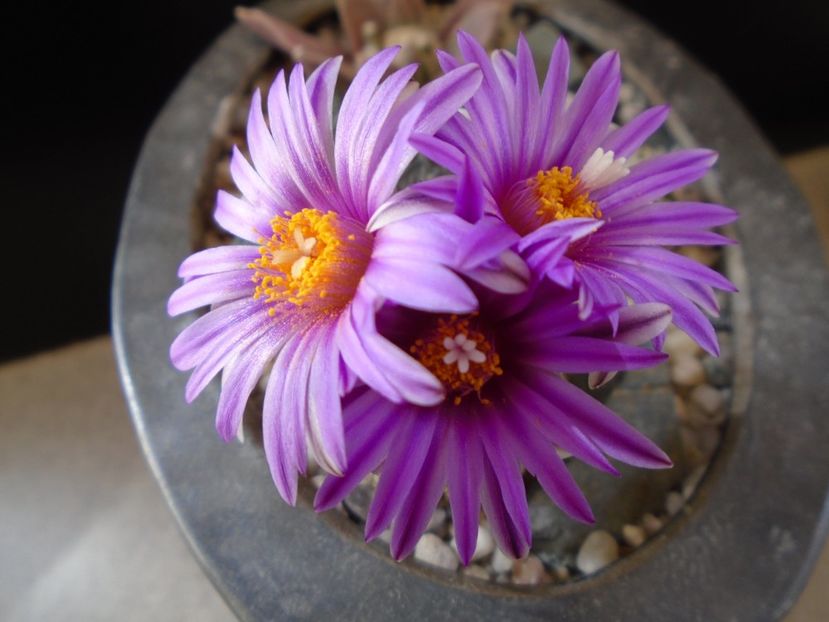 Turbinicarpus pseudopectinatus - Cactusi 2019
