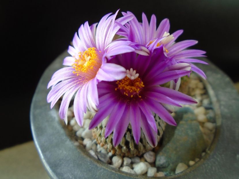 Turbinicarpus pseudopectinatus - Cactusi 2019