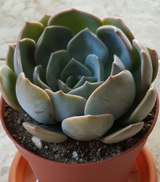 Echeveria Orion - Echeveria