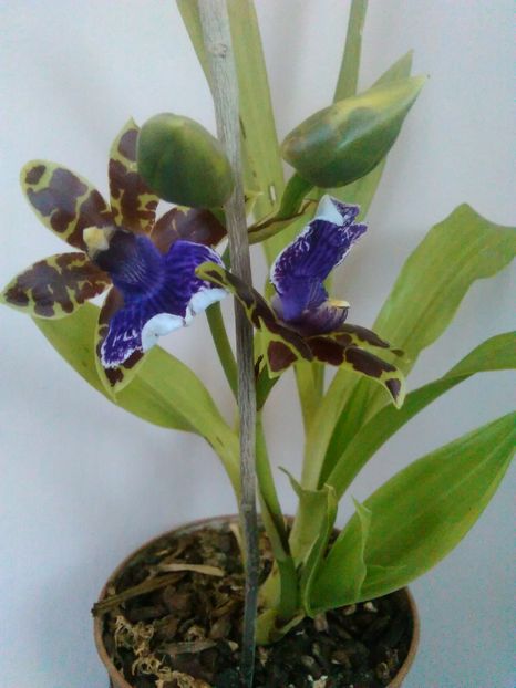 Zigopetalum - 2 orhidee