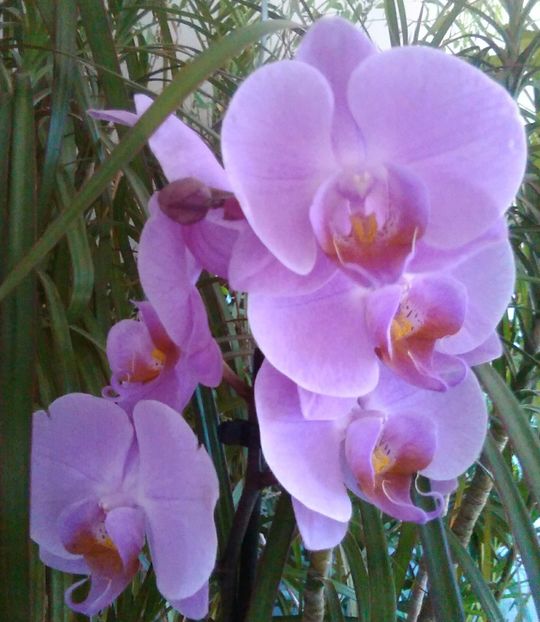 phale - 2 orhidee