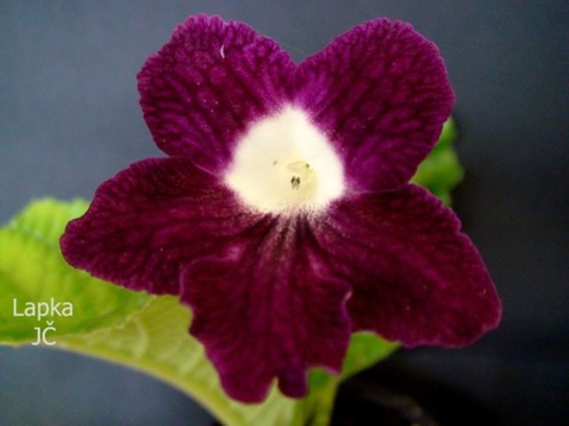 JC - Lapka - streptocarpusi 2019