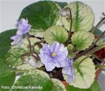 Ramblin Dots - Ramblin Dots sport