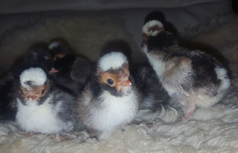  - A- Paduana Porțelan 2019-2020