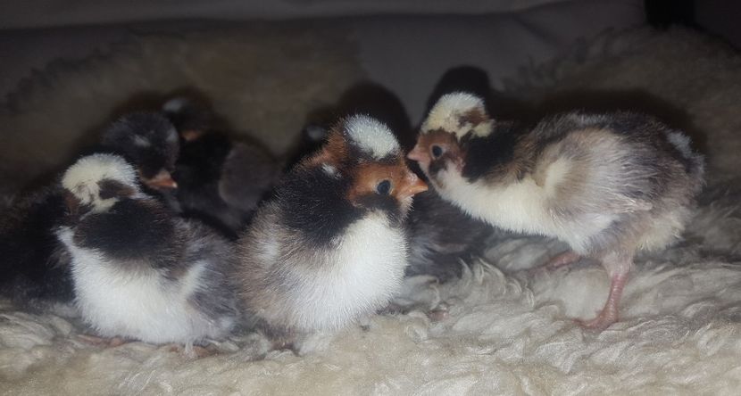  - A- Paduana Porțelan 2019-2020