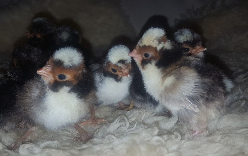  - A- Paduana Porțelan 2019-2020