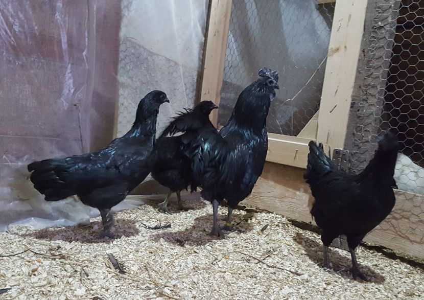  - A- Ayam Cemani 2019-2020