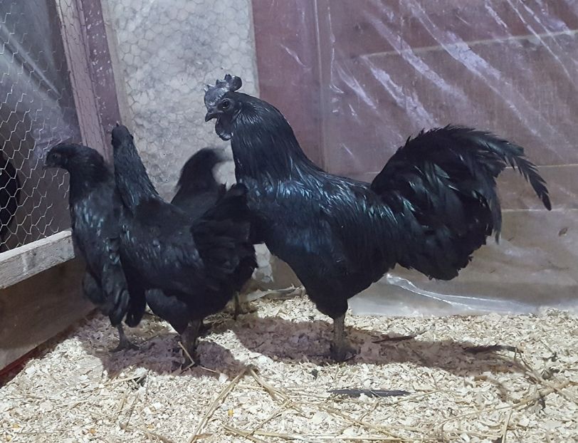  - A- Ayam Cemani 2019-2020