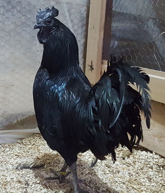  - A- Ayam Cemani 2019-2020